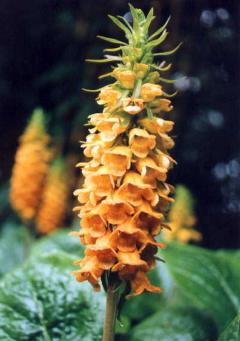 Isoplexa sceptrum