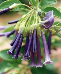 Iochroma eyaneum