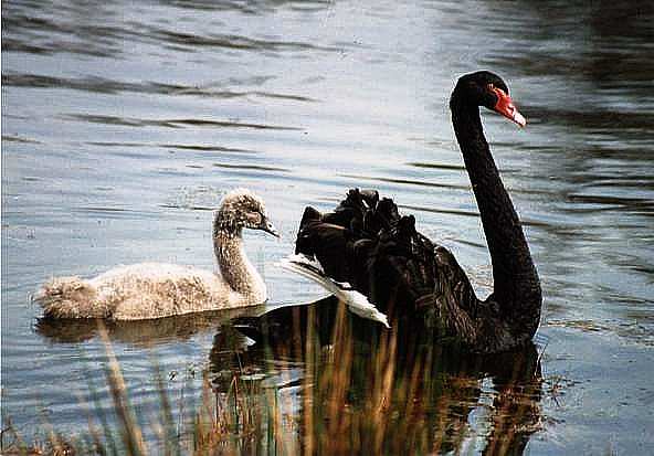 Black Swans