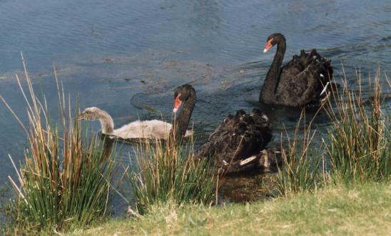 Black Swans