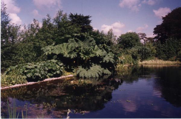 View of Water Garden