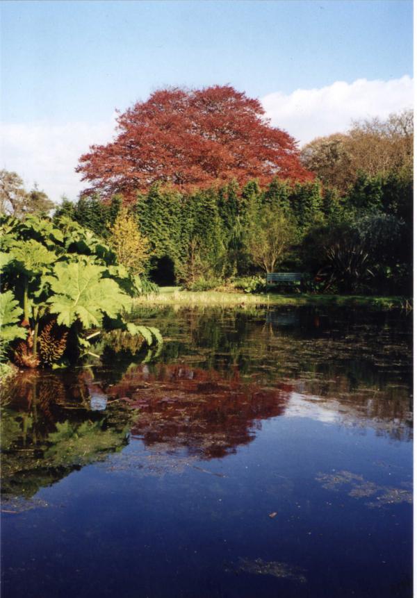 Water Garden 2